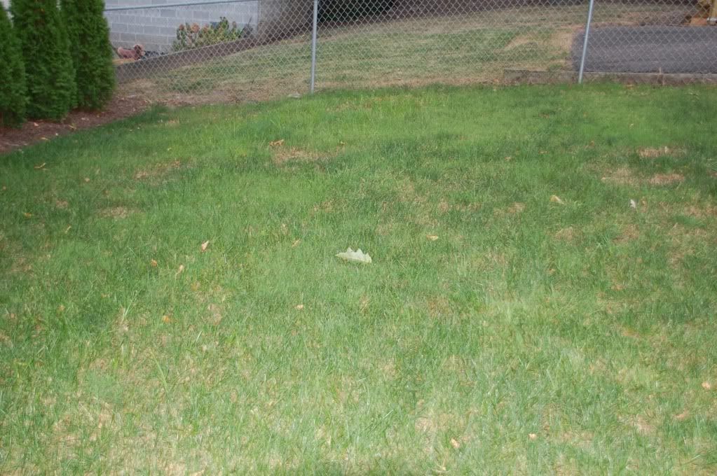 Help ReSeeding Lawn In Northern, NJ LawnSite